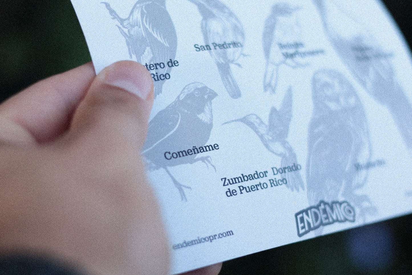 Aves Endémicas— Hoja Sticker