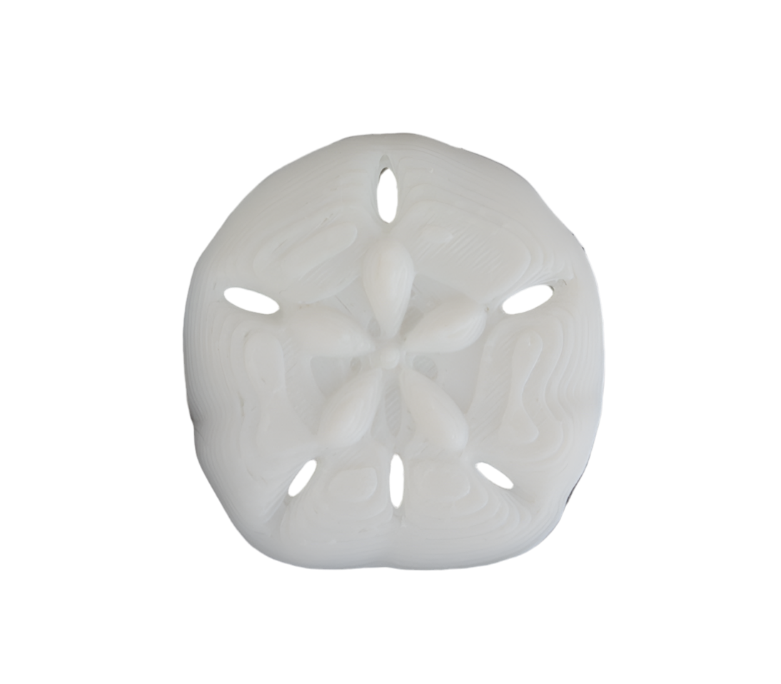 Sand Dollar pin 3D