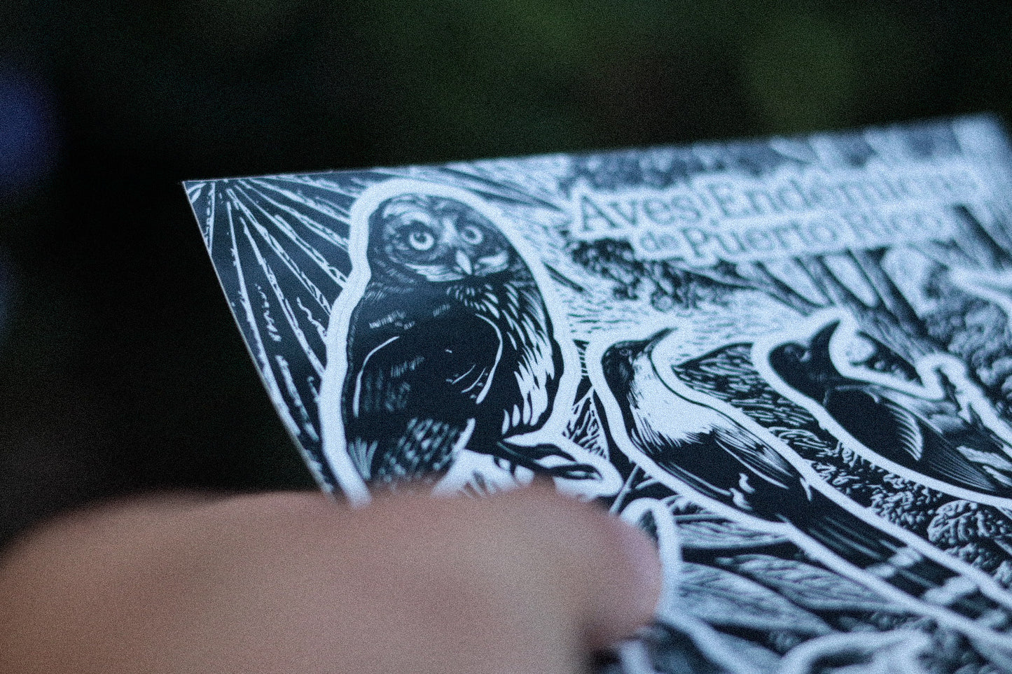 Aves Endémicas— Hoja Sticker