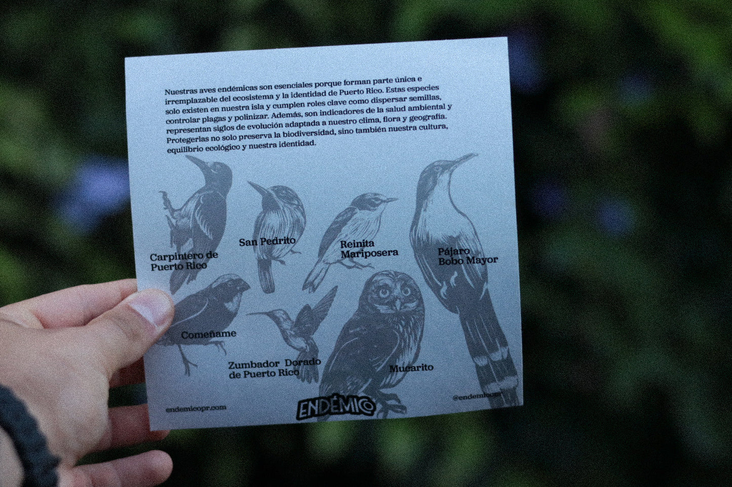 Aves Endémicas— Hoja Sticker