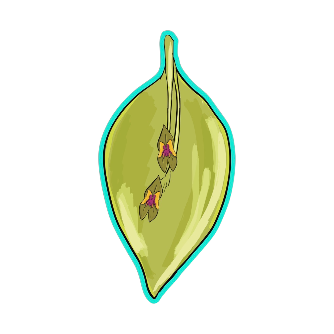 Lepanthes woodburyana sticker