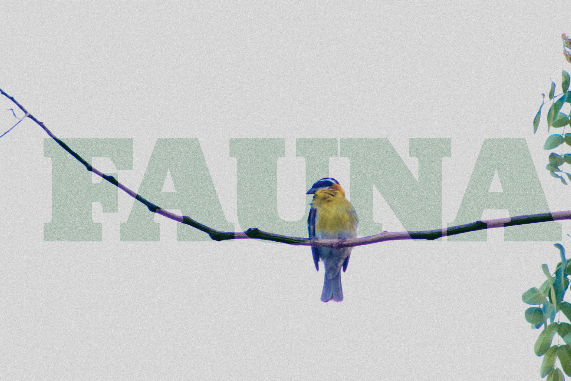 Fauna