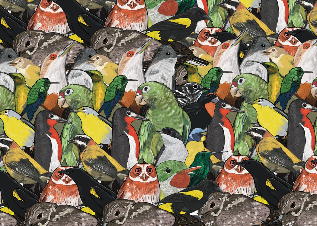 AVES ENDÉMICAS