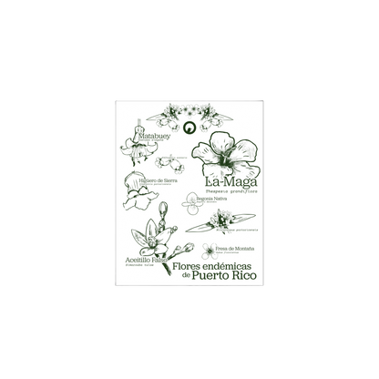 Flores Endémicas Postcard