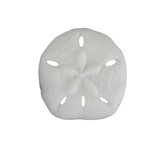 Sand Dollar pin 3D