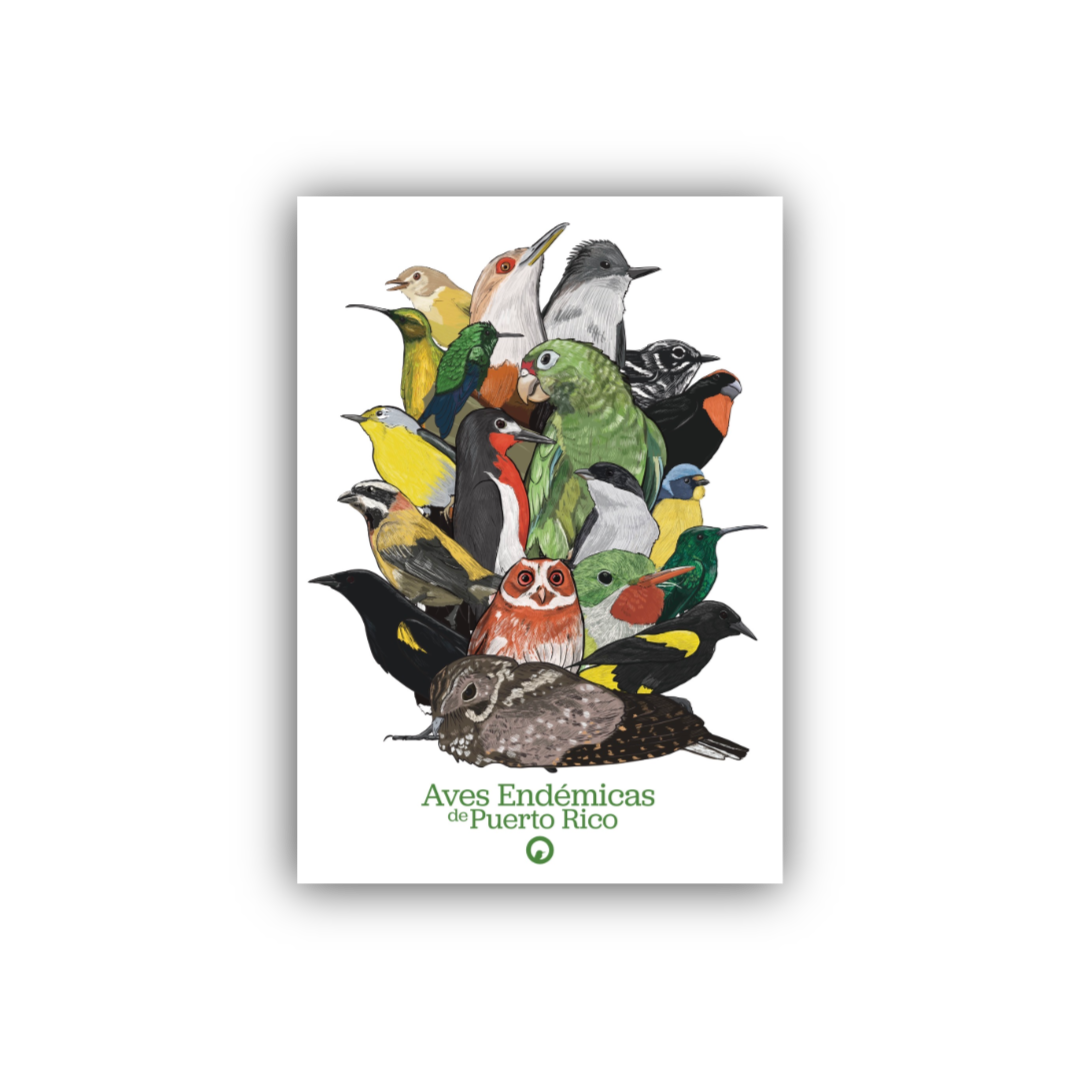 19 Aves Endémicas print 5”w x 7”h