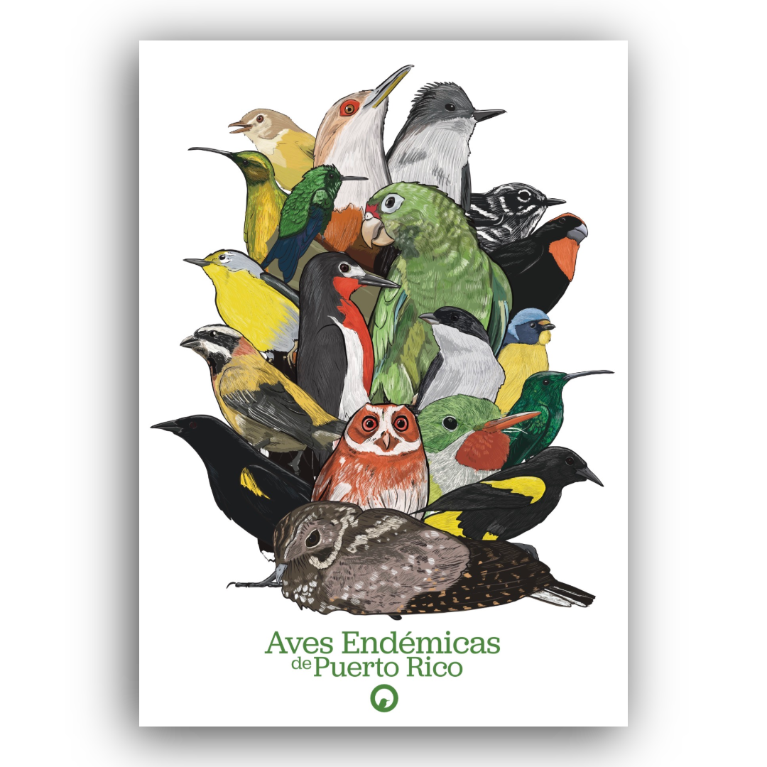 19 Aves Endémicas print 11”w x 14”h