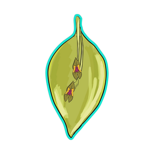 Lepanthes woodburyana sticker